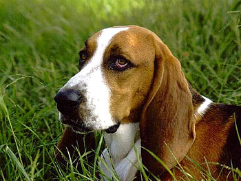 Sweet puppy, dog, sweet, puppy, grass HD wallpaper