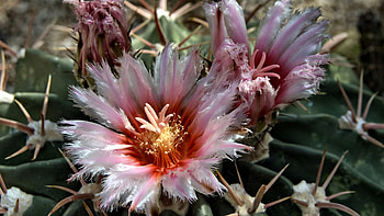 Ruby-throated Pink Cactus Flowers, graphy, cactus flowers, floral, beautiful, romance, beauty, wide screen, flower, love, , frilly, cactus HD wallpaper