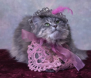 Diva, animal, daykiney, ribbon, cute, cat, pisica, pink, feather, lovely, hat HD wallpaper