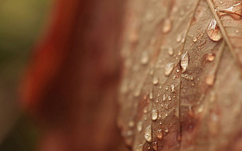 Autumn, Drops, Macro, Sheet, Leaf, Dry, Veins HD wallpaper