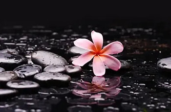 Zen Stones, Still life, Frangipani, Stones, Spa HD wallpaper