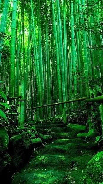 Green Aesthetic, Bamboos HD phone wallpaper