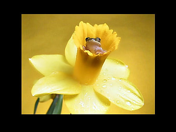 Flower Lover, nature, flowers, frogs, beauty HD wallpaper