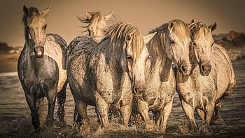 Horses Running, animal, horse, water, running HD wallpaper