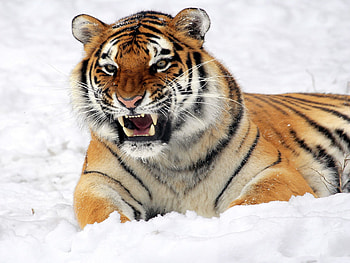 Siberian Tiger, winter, teeth, black, nose, stripes, season, snow, tan, animals, mouth, white, tiger, eyes, cold, cat, siberian, nature HD wallpaper