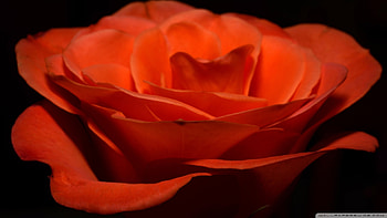 Orange Rose, nature, flowers, orange, roses HD wallpaper