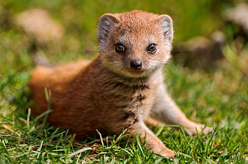 Animals, Grass, Predator, Sight, Opinion, Mongoose HD wallpaper