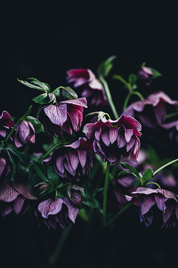 Flowers, Leaves, Bush, Buds, Hellebore HD phone wallpaper