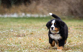 Animals, Grass, Dog, Beautiful, Puppy, Run Away, Run HD wallpaper