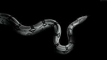Python Snake, Vivid Backgrounds, Majestic Reptile, Natural Beauty HD wallpaper