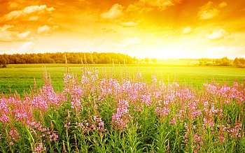 Landscape, Nature, Fields HD wallpaper