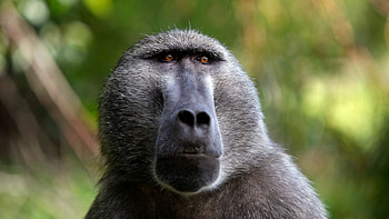 Africa's baboon highlights, Wildlife encounters, Breathtaking moments, BBC News HD wallpaper