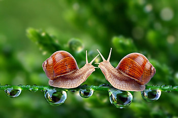 Animals, Grass, Snails, Couple, Pair, Carapace, Shell HD wallpaper
