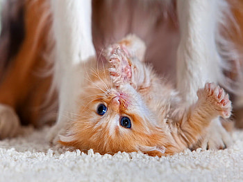 Playing near the dog's legs, dog, kitten, sweet, kitty, cat, fluffy, near, puppy, playing, sute, adorable, legs HD wallpaper