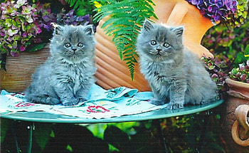 Two grey persian kittens, table, grey, cute, paws, kittens, persian HD wallpaper