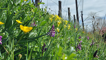 Wild Orchids, Flowers, Orchids, , Wild HD wallpaper