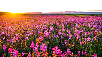 Flowers Landscape, flowers, landscape, nature HD wallpaper
