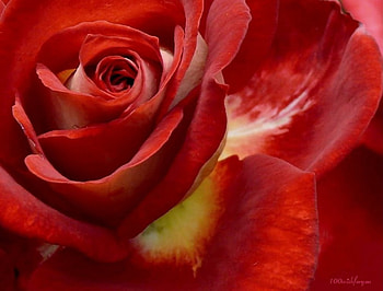 Close up Red Rose, rose, graphy, flower, red, nature HD wallpaper