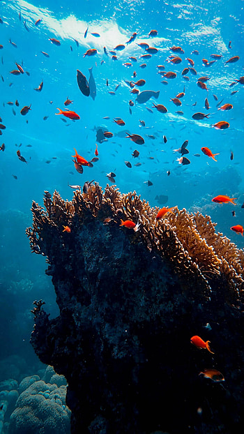 Marine life splendor, , Aquatic beauty, Underwater fascination HD phone wallpaper