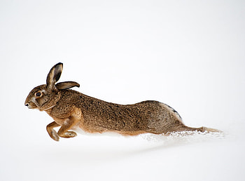 hare in snow, winter, hare, white, snow, cold, wild HD wallpaper