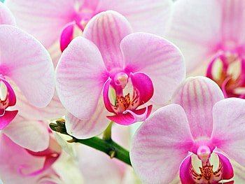 Plants, Flowers HD wallpaper