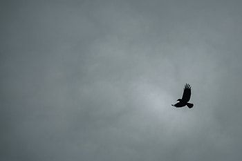 Bird, Minimalism, Flight, Bw, Chb HD wallpaper