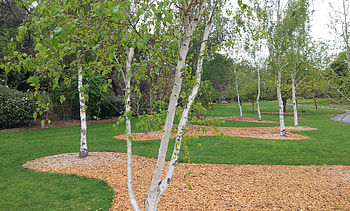 Betula pendula, Silver birch, May 2022, Brenlissa online nursery HD wallpaper