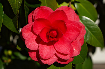 Close-up, Camellia HD wallpaper