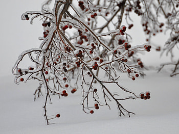 Plants, Winter, Trees HD wallpaper