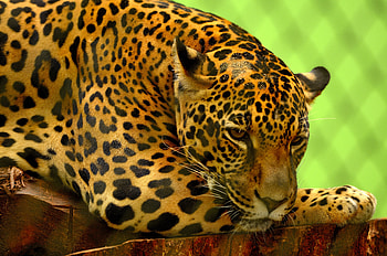 Animals, Jaguar, Lies, Muzzle, Predator HD wallpaper