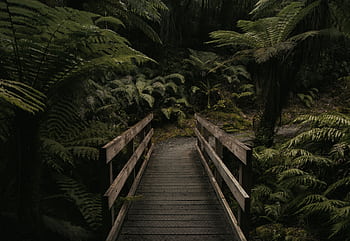 Discover the serene beauty of a wooden bridge nestled in New Zealand's lush rainforest. HD wallpaper
