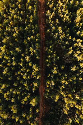 Nature, Trees, View From Above, Road, Forest HD phone wallpaper