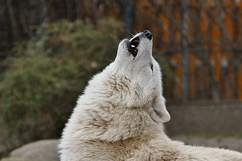 Animals, Predator, Wolf, Howl HD wallpaper