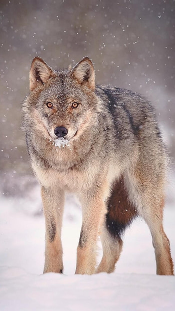 Wolf, Alpha Wolf HD phone wallpaper
