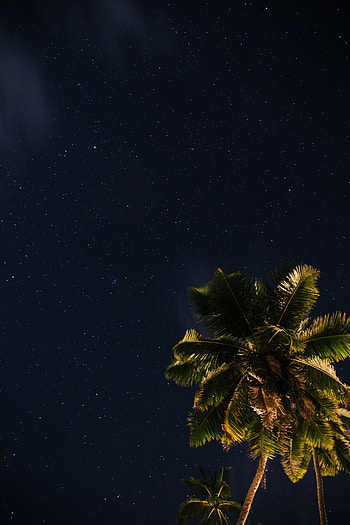 Nature, Universe, Stars, Starry Sky, Palm HD phone wallpaper