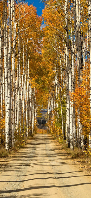 Birch tree , , Birch tree, Awesome HD phone wallpaper
