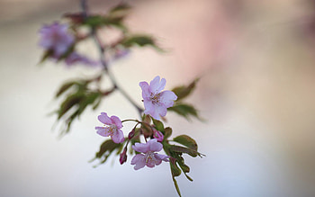 Flowers, Plant, Macro, Branch HD wallpaper