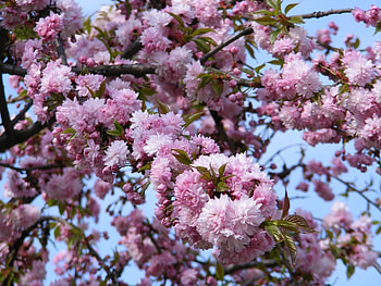 Plants, Flowers HD wallpaper