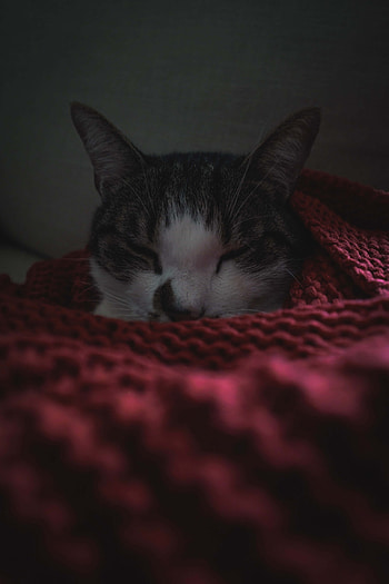 Animals, Cat, Pet, Dream, Sleep, Blanket HD phone wallpaper