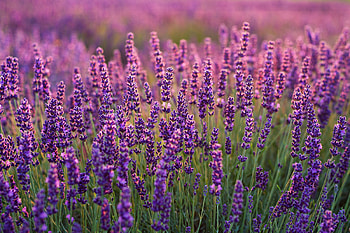 Lavender , Tranquil scenery, Floral beauty, Nature's charm HD wallpaper