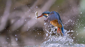 Blue Bird Figurine Birds Fish Water Drops HD wallpaper