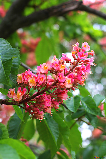 Buckeye Tree, Horse chestnut flowers, Kyiv showcase HD phone wallpaper