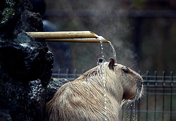 Capybara, Biggest rodent, Chill animals, Wired article HD wallpaper