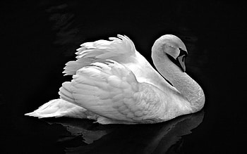 Swan, Animals, Black cat, White swan HD wallpaper