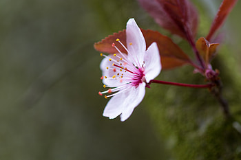 Flowers, Petals, Bloom, Flowering, Pollen HD wallpaper