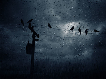 Birds, Crows, Drops, Dark, Glass HD wallpaper