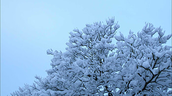 Cute tree full of snow in Winter backgrounds wide : HD wallpaper