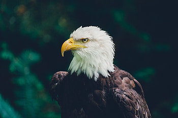 Eagle, Animals, Bird, Predator, Sight, Opinion, Wildlife HD wallpaper