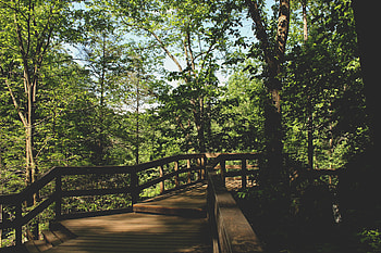 Nature, Trees, Bridge, Foliage HD wallpaper