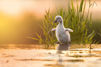 Baby Swan , swan, birds, graphy HD wallpaper